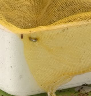 såing av blomsterfrø såing av blomsterfrø